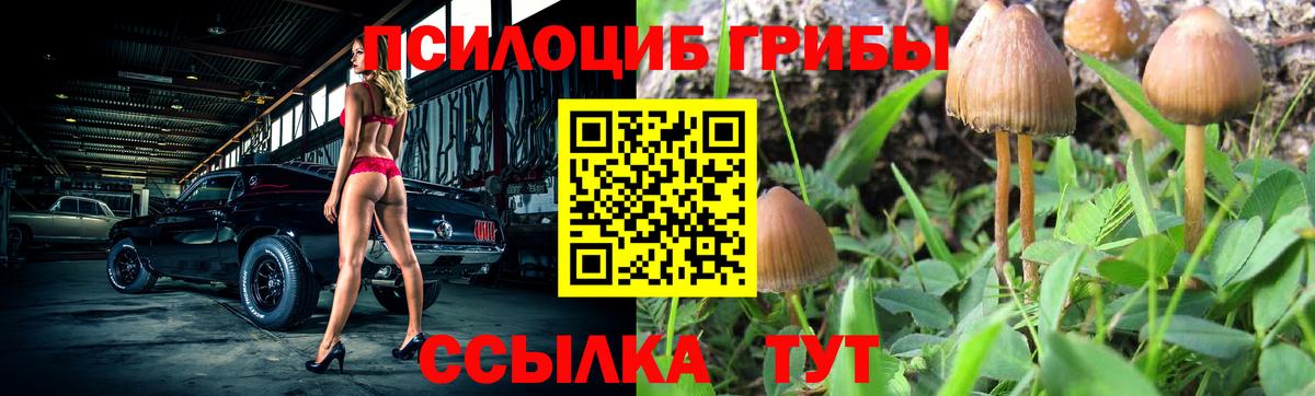 как найти   Псилоцибиновые грибы MAGIC MUSHROOMS  Вход с VPN  Чехов 